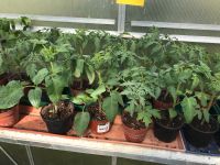 Tomaten-, Wildtomaten-, Patisson-  und Mangoldpflanzen Sachsen - Dommitzsch Vorschau