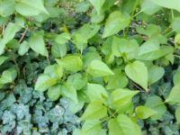 Flieder ,helles Lila,Pflanzen Brandenburg - Lieberose Vorschau