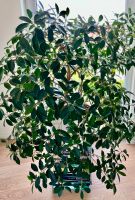XXL Ficus microcarpa ginseng „Benjamini“ Hessen - Wiesbaden Vorschau