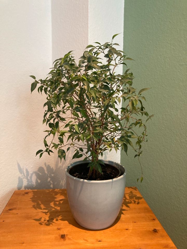Ficus, Zimmerpflanze in Dortmund