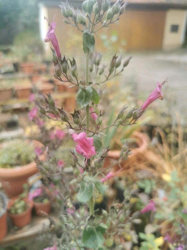 Samen von Lepichinia hastata in Herrieden