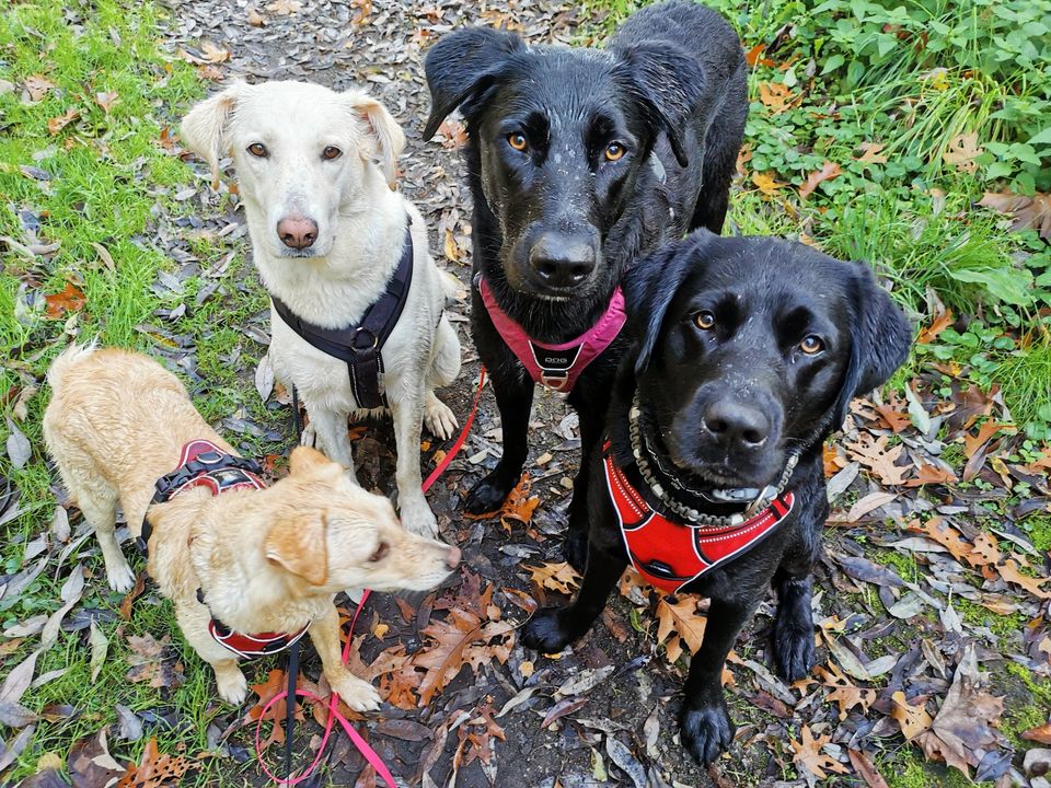 Liebevoller Gassi-Service als Dogwalker inkl. Shuttleservice in Willich