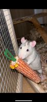 Ratten / 2 Männchen / 6 Monate alt / mit Käfig und Zubehör Nordrhein-Westfalen - Welver Vorschau