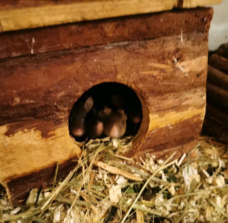 Farbmaus Weibchen in Aschersleben