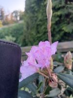 Rhododendron zu tauschen Farbe Flieder Dithmarschen - Tellingstedt Vorschau