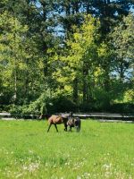 Offenstallplatz für Wallache frei Schleswig-Holstein - Eckernförde Vorschau