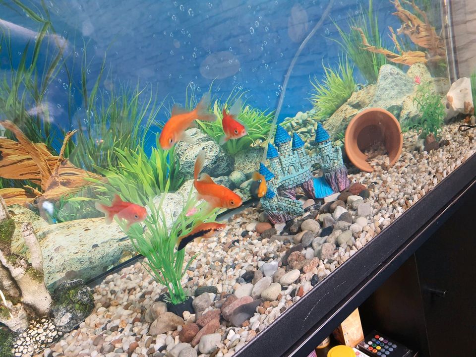 Aquarium mit Fischen in Bremen