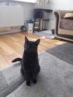 Katze sucht ein neues zuhause Hessen - Fulda Vorschau