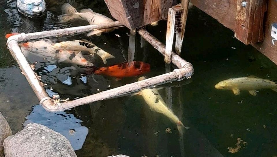 Koi Teichfische in Budenheim