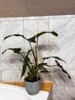 Philodendron Mexicanum Baden-Württemberg - Rottweil Vorschau