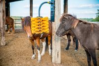 PATURA Schwingbürste MIDI Viehbürste Scheuerbürste Rind Pferd Neumünster - Tasdorf Vorschau