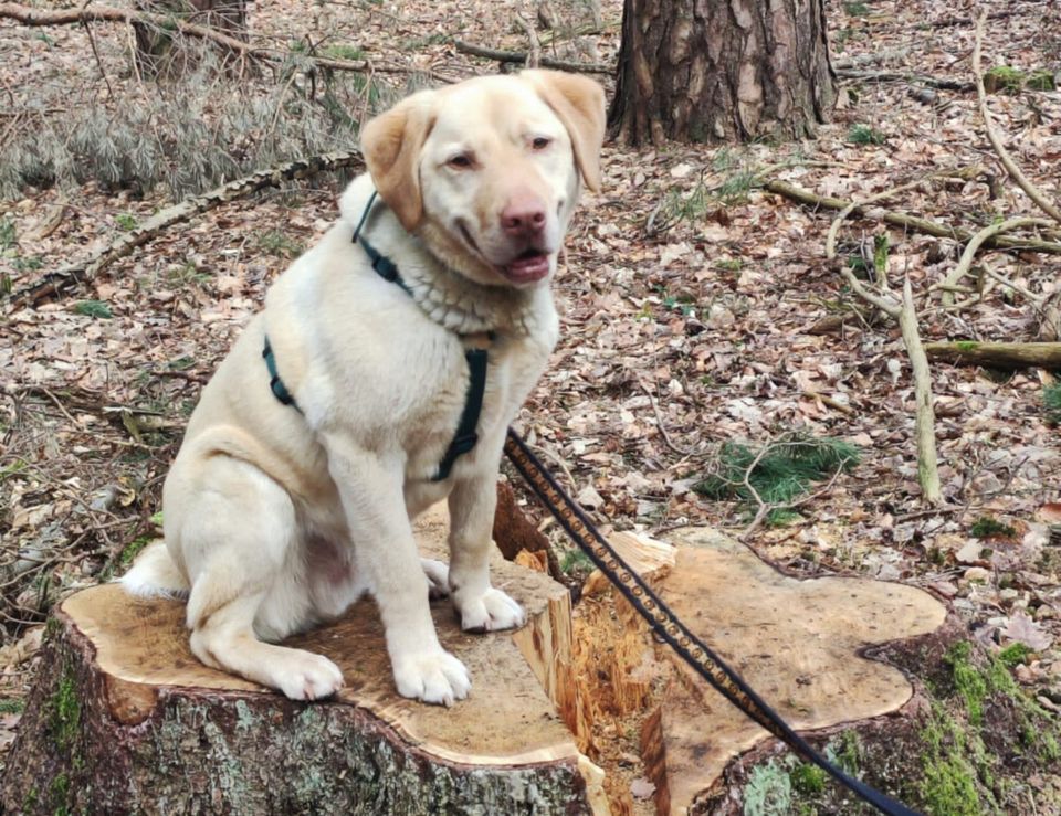 Leonell, Labrador, 6 Jahre, männlich, Tierhilfe Franken e.V. in Lauf a.d. Pegnitz