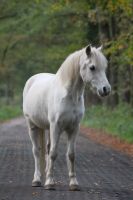 Reitbeteiligung an Pony Wallach (auch Kinder) Nordrhein-Westfalen - Marl Vorschau
