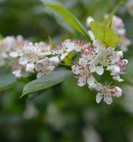 Apfelbeere 100-125cm - Aronia melanocarpa Niedersachsen - Bad Zwischenahn Vorschau