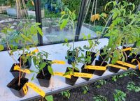 17 Tomatenpflanzen Niedersachsen - Hollern-Twielenfleth Vorschau