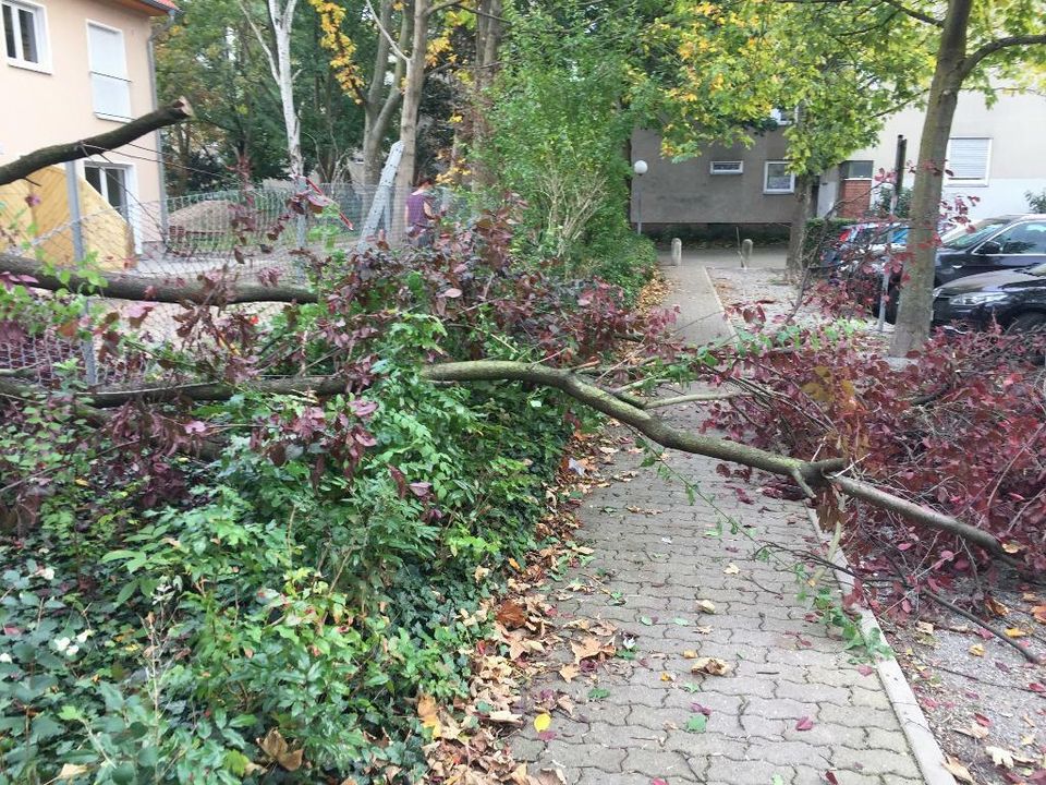 Baumfällung  Baum fällen  Problemfällung  Rodung  Fällung in Berlin