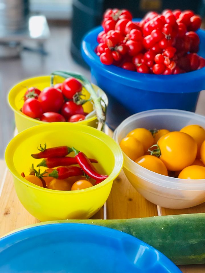 Saatgut gelbe Tomate in Meißenheim