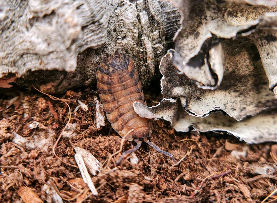 Porcellio scaber Lava Asseln Bodenpolizei in Schotten