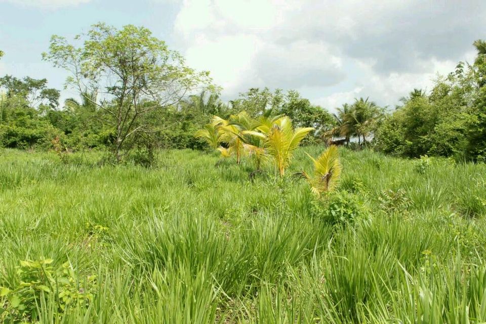Schönes Grundstück im warmen & sonnigen Belize in Lage