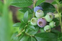 Heidelbeeren Vaccinium - viele Sorten - heimische Produktion Niedersachsen - Edewecht Vorschau