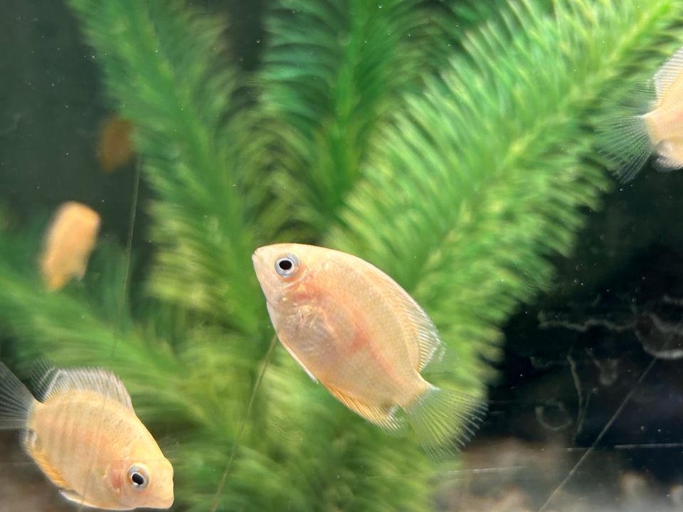 Heros severum gold Augenfleckbuntbarsch 4,50€ in Rangendingen