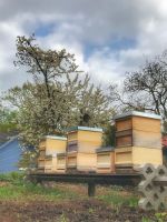 Bienen, 3 Waben Ableger Zander mit Gesundheitszeugnis Dortmund - Kirchhörde Vorschau