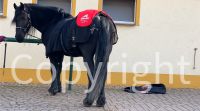 Accuhorsemat Akupressurdecke Euro Star neuwertig Tausch Thüringen - Stadtroda Vorschau