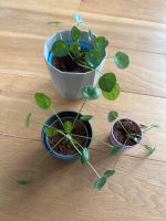 Pilea | UFO Pflanzen | verschiedene Größen Nordrhein-Westfalen - Horn-Bad Meinberg Vorschau