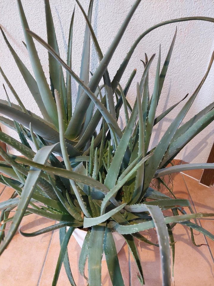 Große Aloe Vera Pflanze in Nattheim