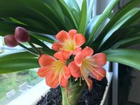 Clivia, ca. 30 cm hoch Nürnberg (Mittelfr) - Oststadt Vorschau