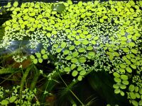Aquariumpflanze Schwimmfarn (Salvinia) + Wasserlinse abzugeben Hannover - Herrenhausen-Stöcken Vorschau