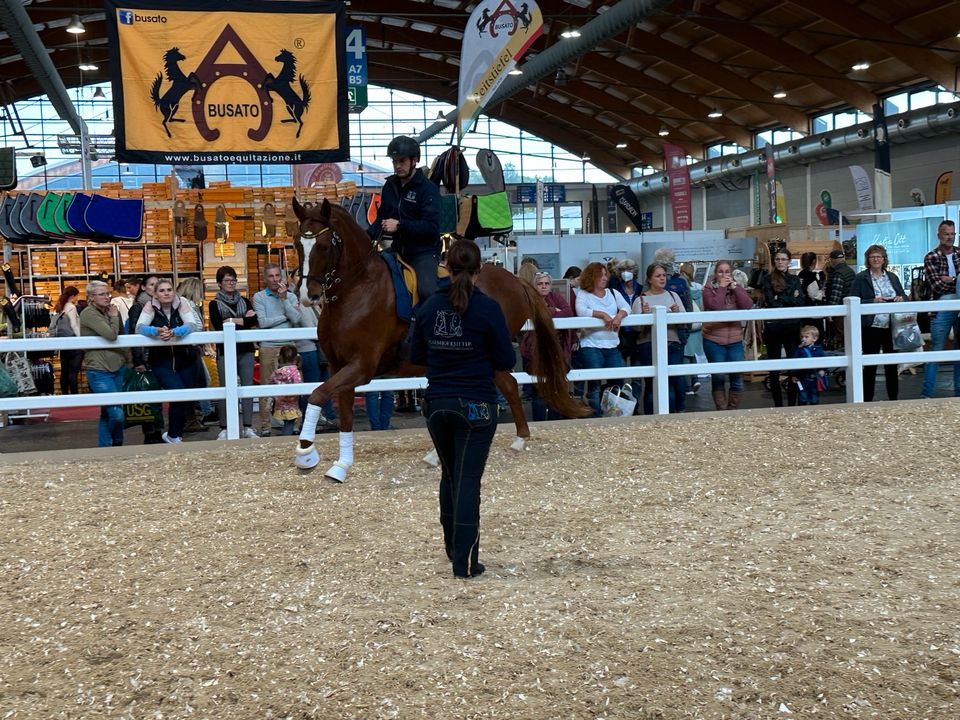 Urlaubsvertretung, Betreuung Pferd/Pony oder bei Krankheitsfall in Rot an der Rot