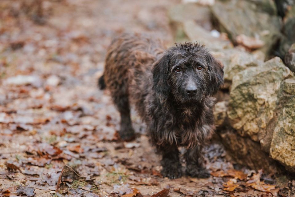 UPDATE: neue Infos zu Forest unserem "Riesendackel" in Bad Staffelstein