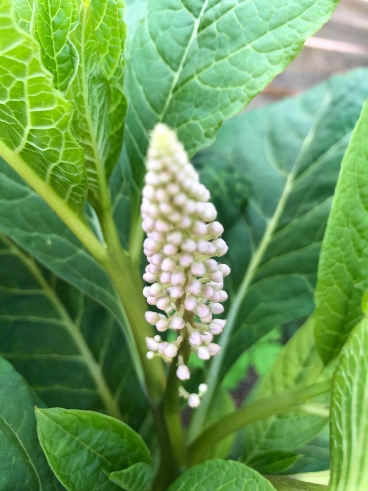 Kermesbeeren asiatisch  ab 1m hoch 7€ in Berlin