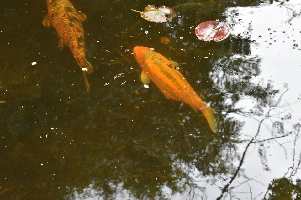 4 große Koi Fische in Berlin