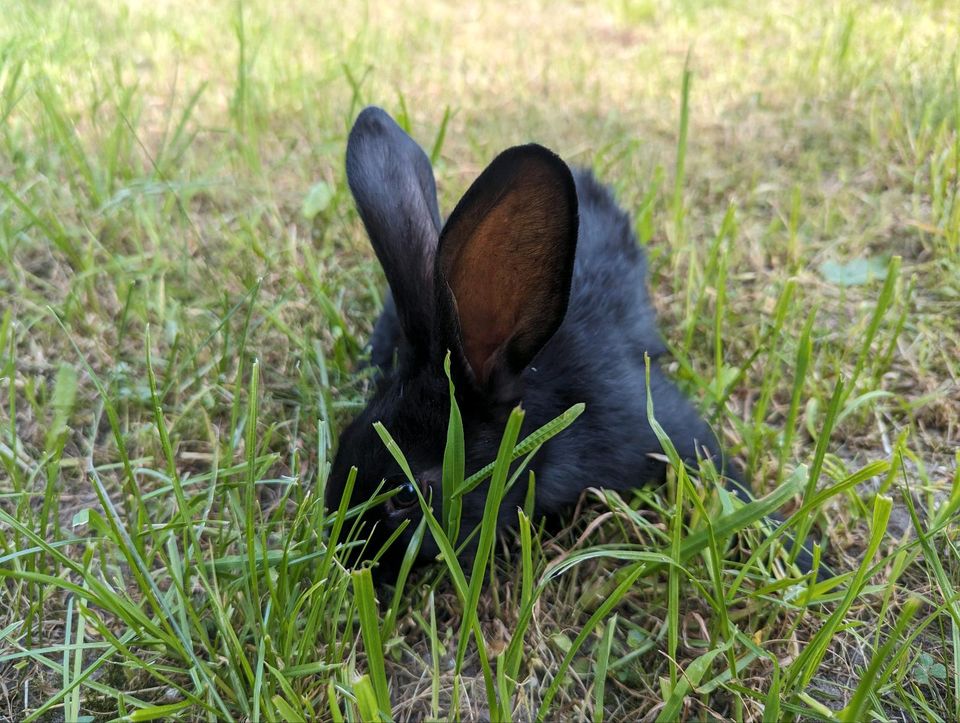 Hase, Kaninchen, dt. Riese in Dommitzsch