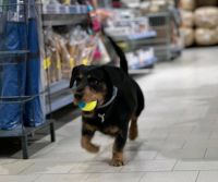 Dog Sharing Partner gesucht Bayern - Zirndorf Vorschau