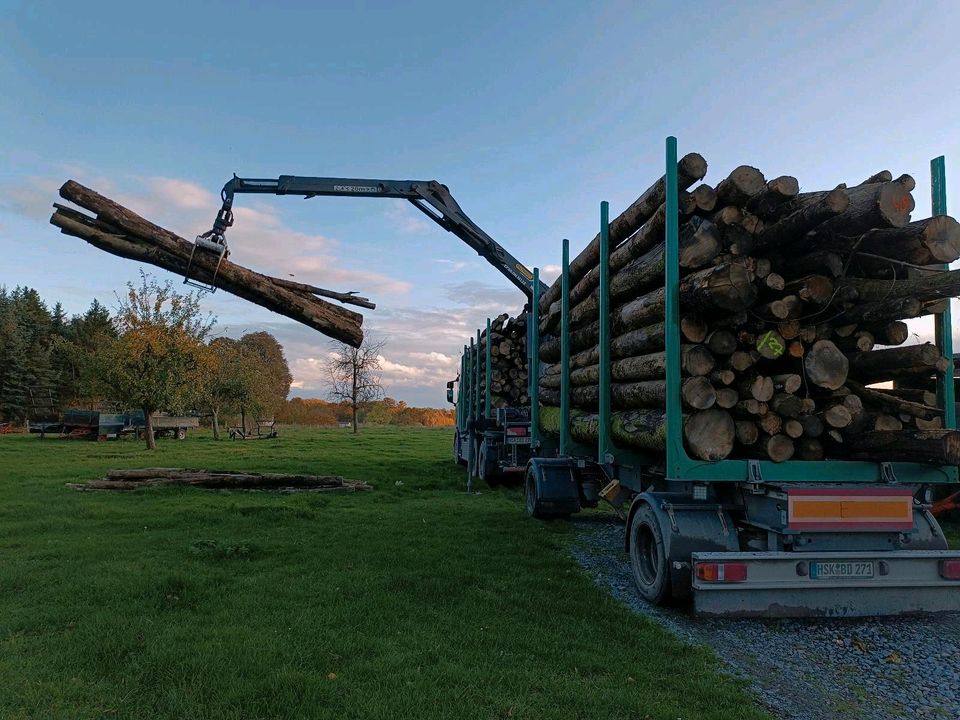 Buche und Esche Stammholz Brennholz Kaminholz zu verkaufen in Nieheim