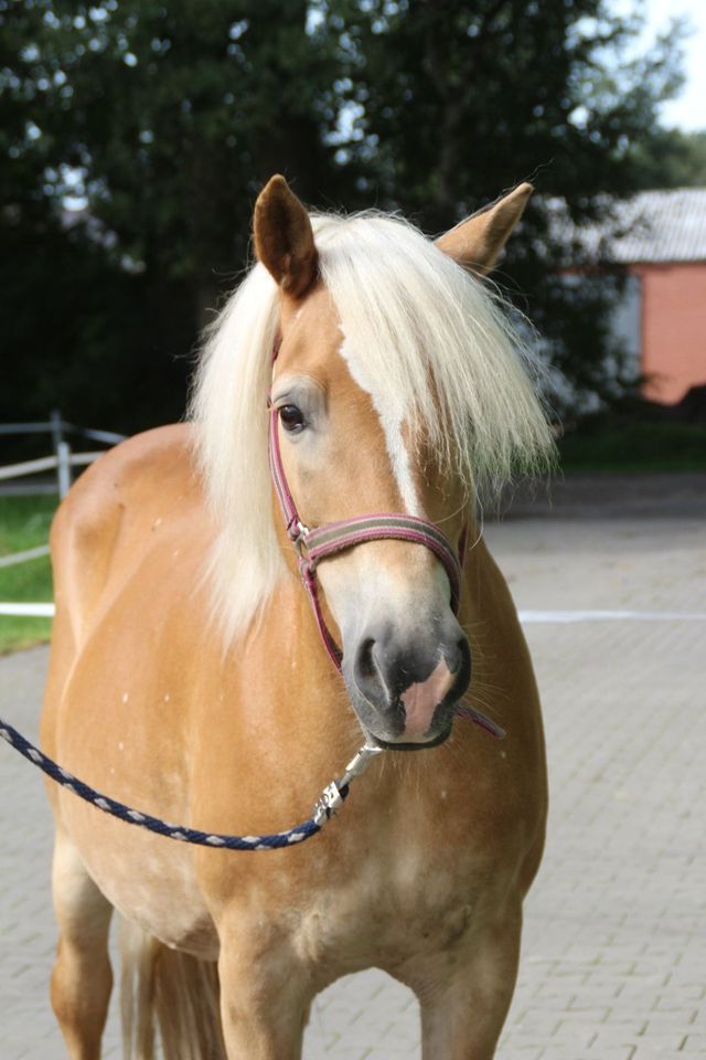 Original Tiroler Haflinger Zuchtstute  mit prämiertem Fohlen in Twist