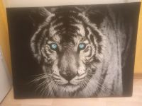 Blauen Augen Tiger - Leinwandbild Nordrhein-Westfalen - Iserlohn Vorschau