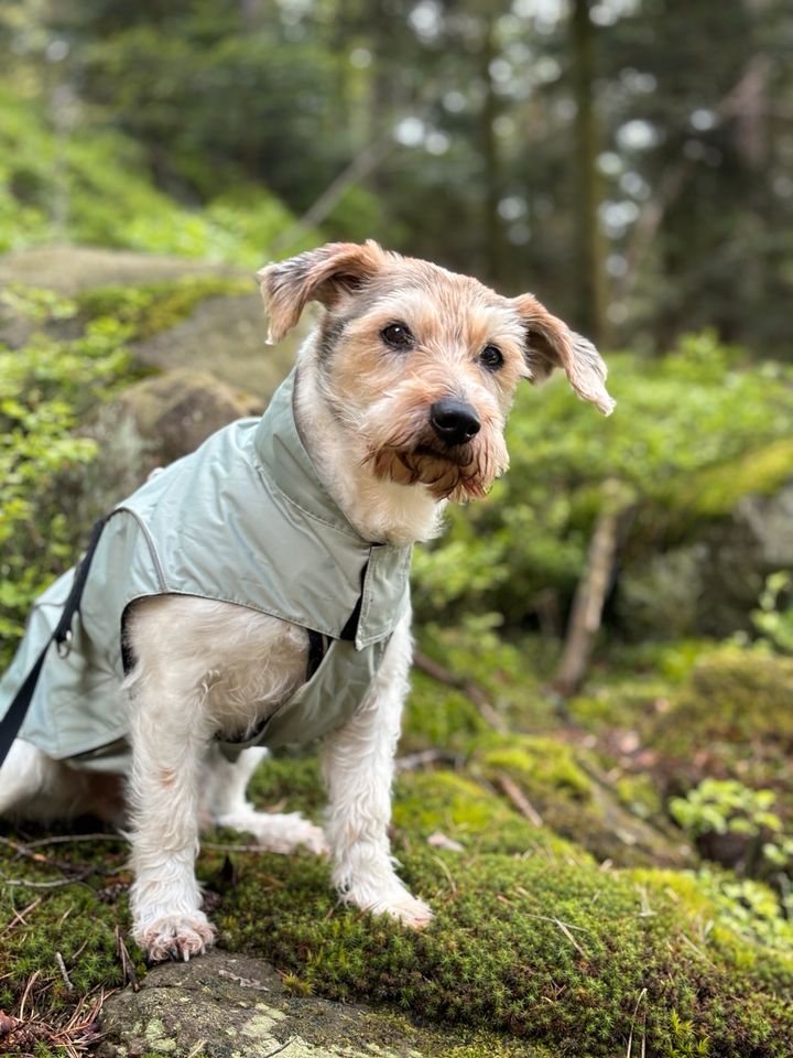 Hundebetreuung/ Patenschaft in Köln