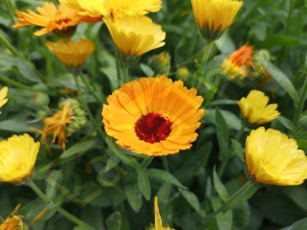 Ringelblumensamen Ringelblume Calendula Pflanze gelb orange Blume in Pfedelbach