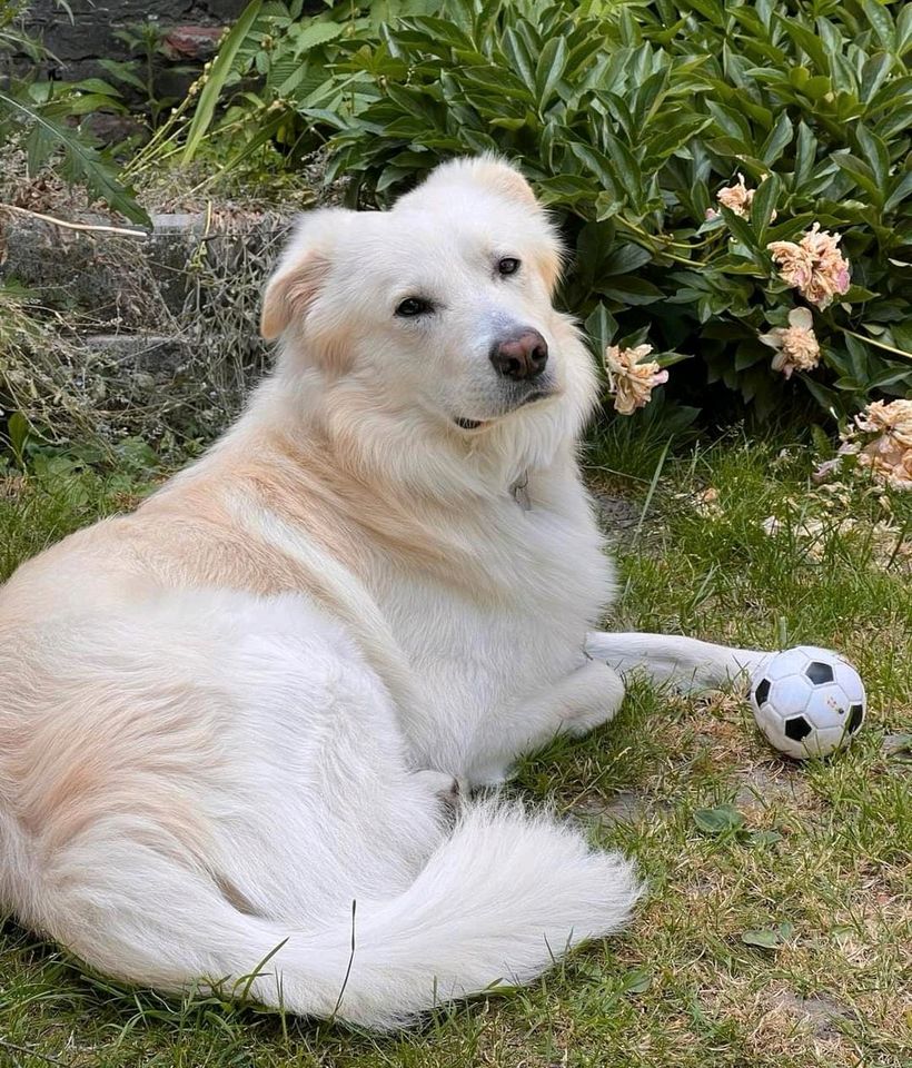 Simba:König der Hunde ❤️ in Essen