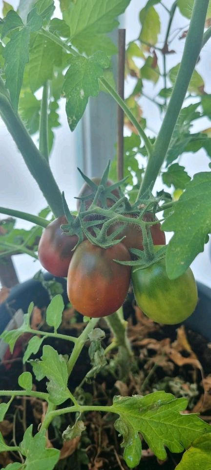Tomaten bio, Setzlinge, Tomatenpflanzen, Selbstversorger, Balkon in München