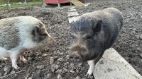 Klein-Schweine abzugeben, Bruder und Schwester, handzahm Hessen - Breitscheid Vorschau