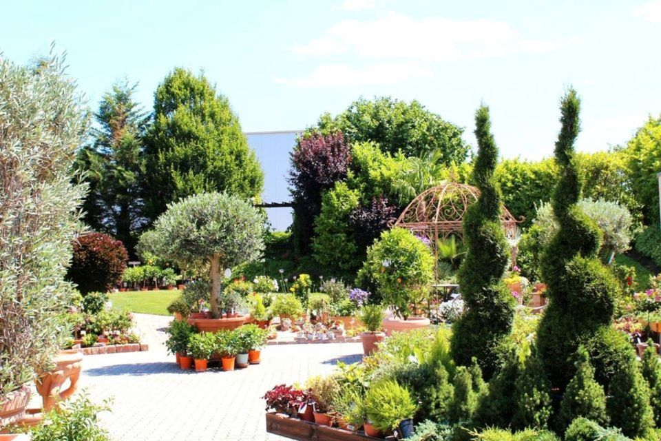 winterharte Formgehölze, Gartenbonsai in Lingenfeld