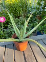 Aloe Vera - Echte Aloe Frankfurt am Main - Bockenheim Vorschau