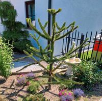 Affenbaum, chilenische Andentanne, ca 1,90 hoch Nordrhein-Westfalen - Herne Vorschau