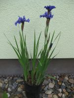 Wildiris blau Iris Schwertlilie Sachsen - Syrau Vorschau