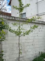 Ginkobaum Ginkgo Baum  Garten Rheinland-Pfalz - Frankenthal (Pfalz) Vorschau